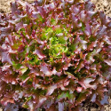 Laitue à couper Salad Bowl Red 2 grammes