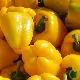 Poivron Yellow California Wonder - fruits jaunes charnus au potager