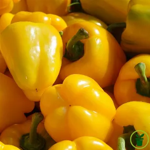 Poivron Yellow California Wonder - fruits jaunes charnus au potager