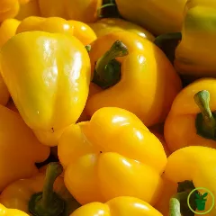 Poivron Yellow California Wonder - fruits jaunes charnus au potager