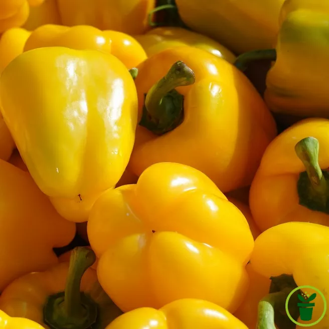 Poivron Yellow California Wonder - fruits jaunes charnus au potager