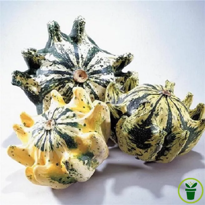 Coloquinte Griffe du Diable : fruits verts et blancs hérissés de griffes