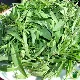 Roquette Sauvage 800 graines