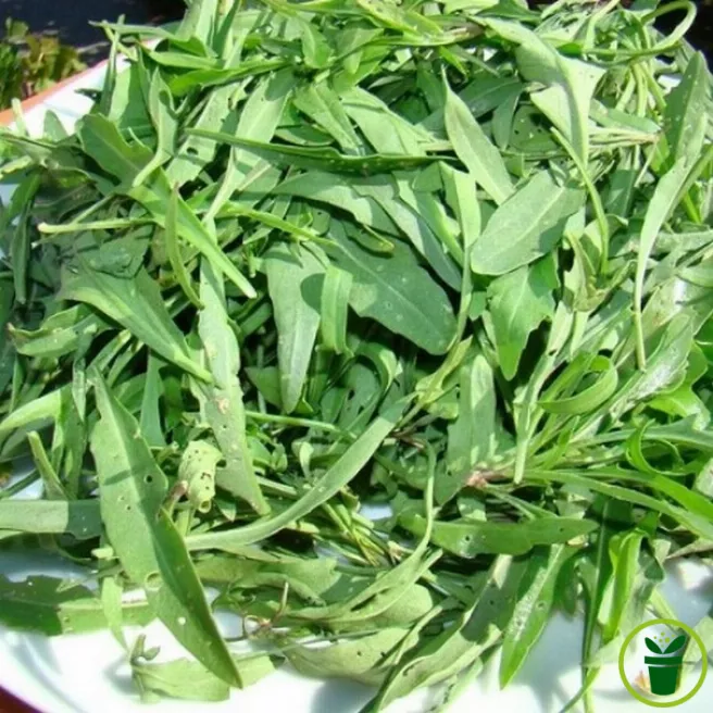 Roquette Sauvage 800 graines