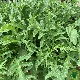 Roquette Sauvage 800 graines