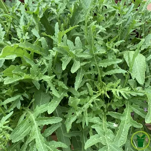Roquette Sauvage 800 graines