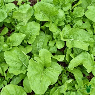 Feuilles de roquette cultivée vert foncé, larges et charnues, prêtes à récolter.