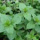 Feuilles de menthe poivrée aux tiges pourprées, prêtes à cueillir au jardin 
