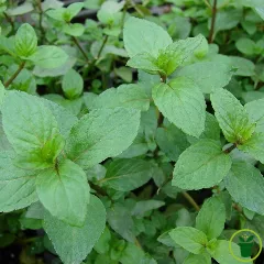Feuilles de menthe poivrée aux tiges pourprées, prêtes à cueillir au jardin 