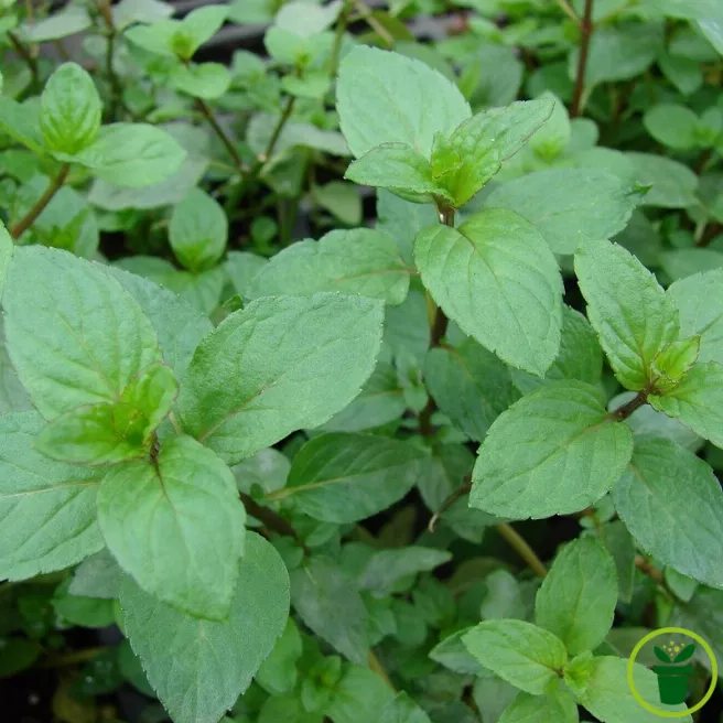 Feuilles de menthe poivrée aux tiges pourprées, prêtes à cueillir au jardin 