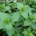 Menthe Poivrée 600 graines