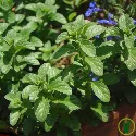 Menthe de Pouliot 600 graines