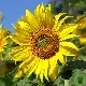 Graines de tournesol nain Sunspot BIO : grande fleur jaune sur tige compacte
