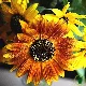 Tournesol nain Spray mélange BIO 1 gramme (+/- 60 graines)