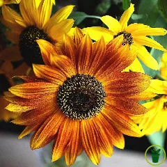 Tournesol nain Spray mélange BIO 1 gramme (+/- 60 graines)