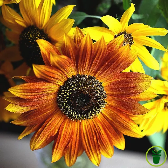 Tournesol nain Spray mélange BIO 1 gramme (+/- 60 graines)