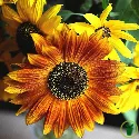 Tournesol nain Spray mélange BIO 1 gramme (+/- 60 graines)