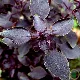 Basilic Rosie BIO au feuillage pourpre foncé, plante aromatique compacte