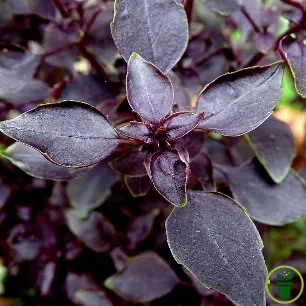 Basilic Rosie BIO au feuillage pourpre foncé, plante aromatique compacte