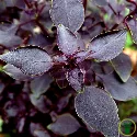 Basilic Rosie BIO 0,5 gramme