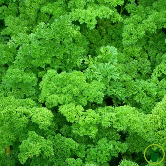 Persil frisé vert foncé BIO aux feuilles finement découpées, prêt à récolter