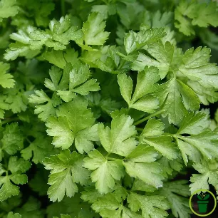 Persil Géant d'Italie BIO : touffe de persil plat vert brillant au potager