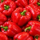 Poivrons California Wonder BIO rouges et verts sur le plant au potager