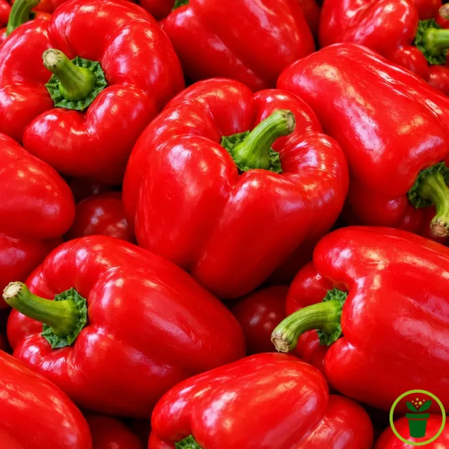 Poivrons California Wonder BIO rouges et verts sur le plant au potager