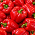 Poivron California Wonder BIO 0,25 gramme