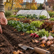 Que semer et planter en octobre au potager et au jardin ?