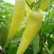 Graines de piment Hungarian Yellow Hot Wax 