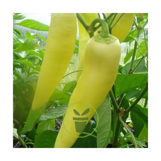 Graines de piment Hungarian Yellow Hot Wax 