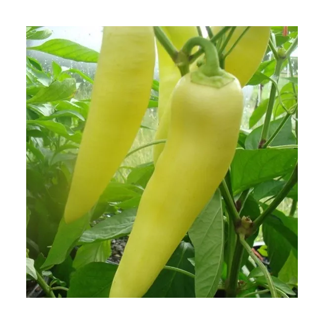 Graines de piment Hungarian Yellow Hot Wax 