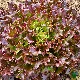 Laitue Red Salad Bowl BIO à couper, feuilles pourpres, graines bio