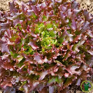 Laitue Red Salad Bowl BIO à couper, feuilles pourpres, graines bio