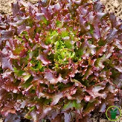 Laitue à couper Salad Bowl Red BIO 1 gramme