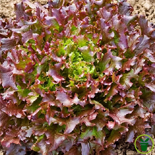 Laitue Red Salad Bowl BIO à couper, feuilles pourpres, graines bio