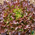 Laitue à couper Salad Bowl Red BIO 1 gramme