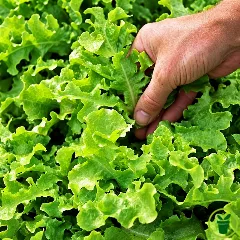 Laitue à couper Salad Bowl Verte BIO 1 gramme