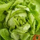 Laitue pommée Reine de Mai BIO aux pommes vert tendre, prête à récolter