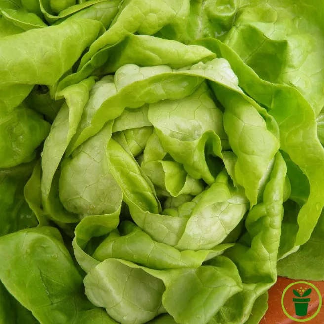 Laitue pommée Reine de Mai BIO aux pommes vert tendre, prête à récolter