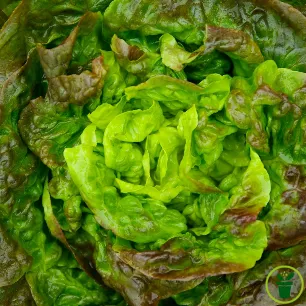 Laitue pommée Merveille des 4 Saisons BIO au feuillage coloré au potager 