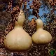 Courge Birdhouse vert pomme en forme de bouteille, calebasse au potager