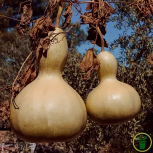 Courge Birdhouse vert pomme en forme de bouteille, calebasse au potager