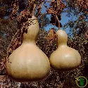 Courge Birdhouse 15 graines