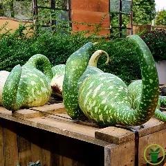 Courge Speckled Swan 10 graines