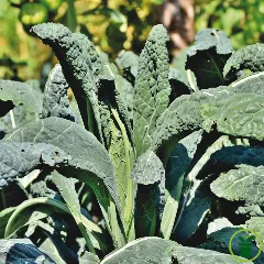 Chou palmier Nero di Toscana BIO 0,5 gramme