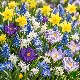 Mélange de 40 bulbes mellifères : crocus et muscaris butinés par une abeille
