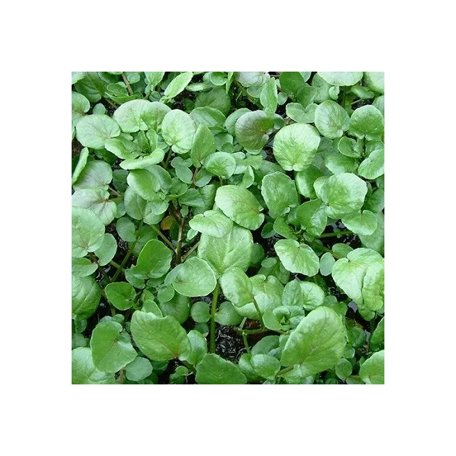 CRESSON DE JARDIN 2000 graines