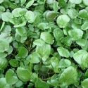 Cresson vivace de jardin 2000 graines